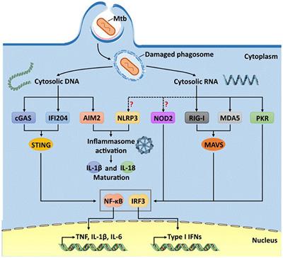 The role of the immune response in developing tuberculosis infection: from latent infection to active tuberculosis